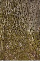 photo texture of tree bark 0003